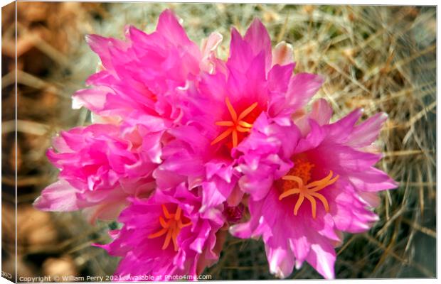 Pink Cactus Flowers Sonoran Desert Phoenix Arizona Canvas Print by William Perry