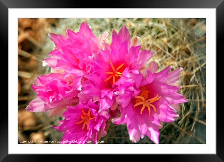 Pink Cactus Flowers Sonoran Desert Phoenix Arizona Framed Mounted Print by William Perry