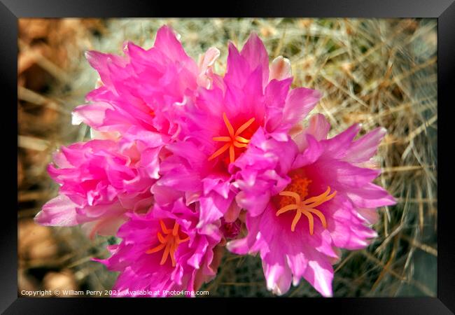 Pink Cactus Flowers Sonoran Desert Phoenix Arizona Framed Print by William Perry