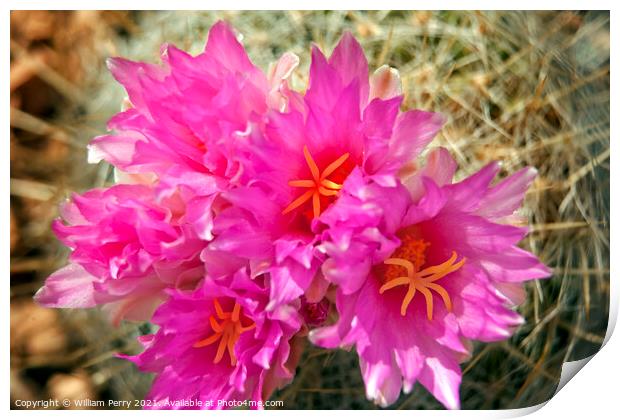 Pink Cactus Flowers Sonoran Desert Phoenix Arizona Print by William Perry