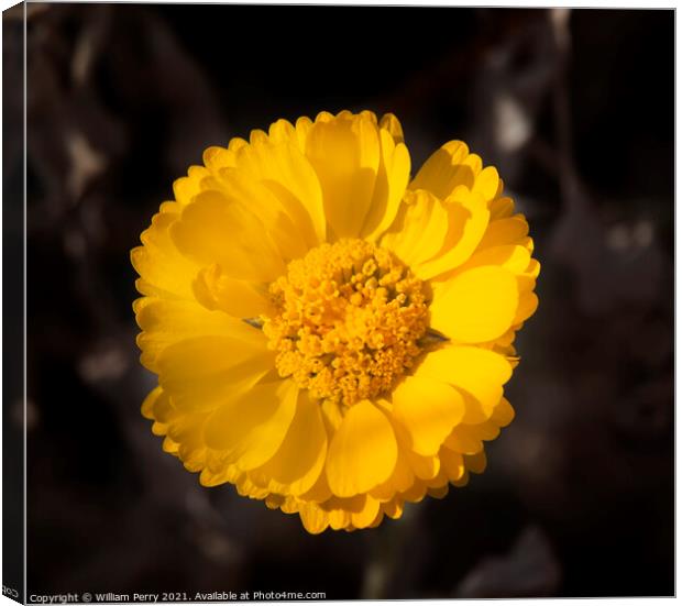 Bright Yellow Desert Marigold Baileya Mulitradiata Canvas Print by William Perry