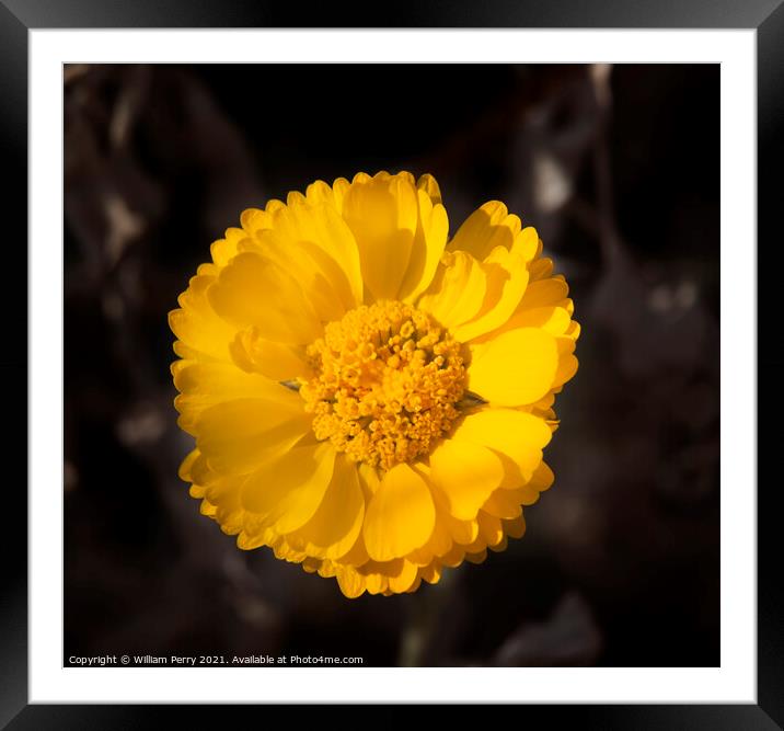 Bright Yellow Desert Marigold Baileya Mulitradiata Framed Mounted Print by William Perry