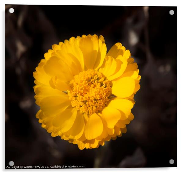 Bright Yellow Desert Marigold Baileya Mulitradiata Acrylic by William Perry