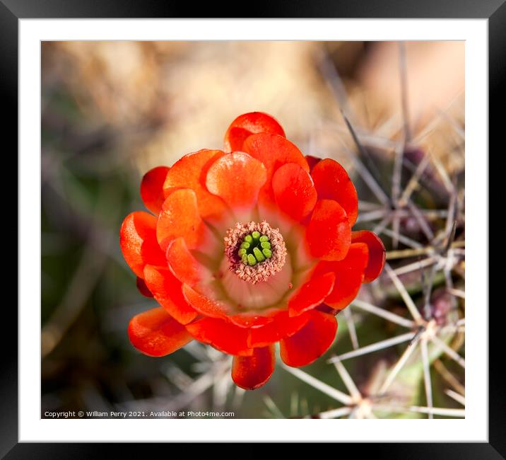 Orange Cactus Flower Framed Mounted Print by William Perry