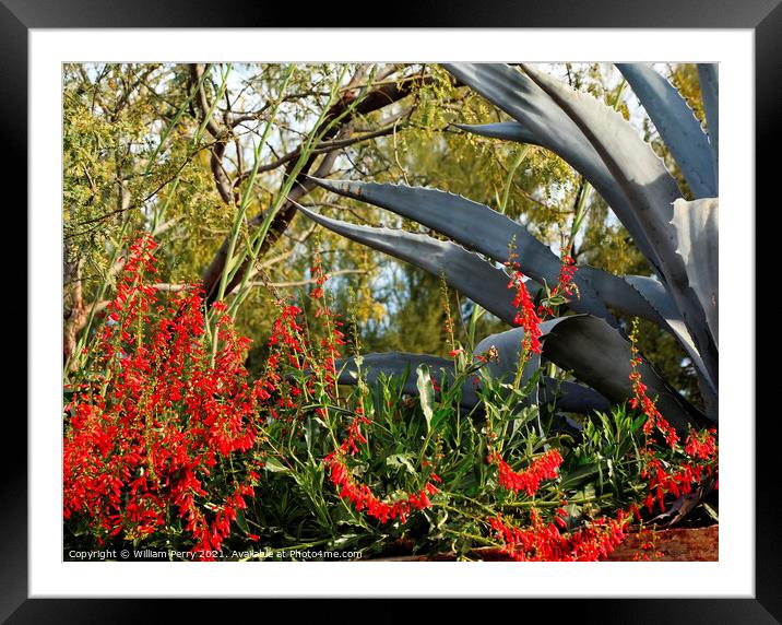 Red Ocotillo Flowers Agave Desert Botanical Garden Phoenix Arizo Framed Mounted Print by William Perry