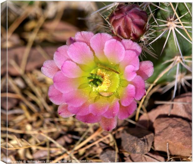 Pink Cactus Flower desert museum phoenix arizona Canvas Print by William Perry