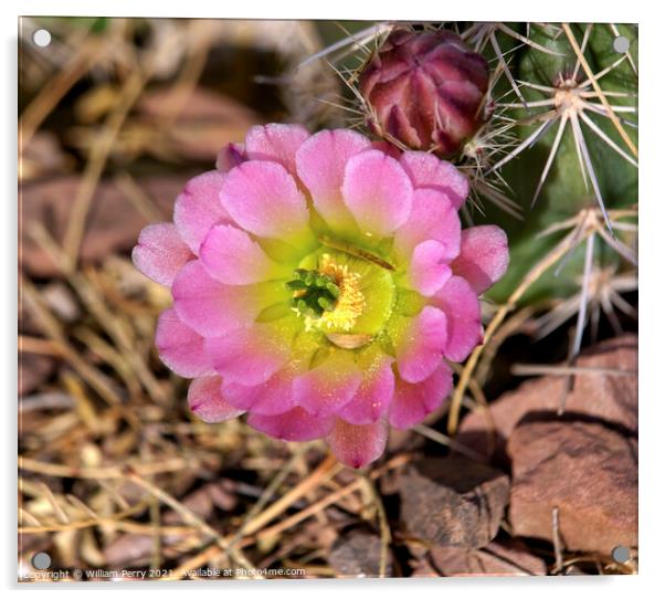 Pink Cactus Flower desert museum phoenix arizona Acrylic by William Perry