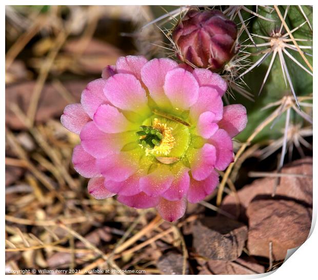 Pink Cactus Flower desert museum phoenix arizona Print by William Perry