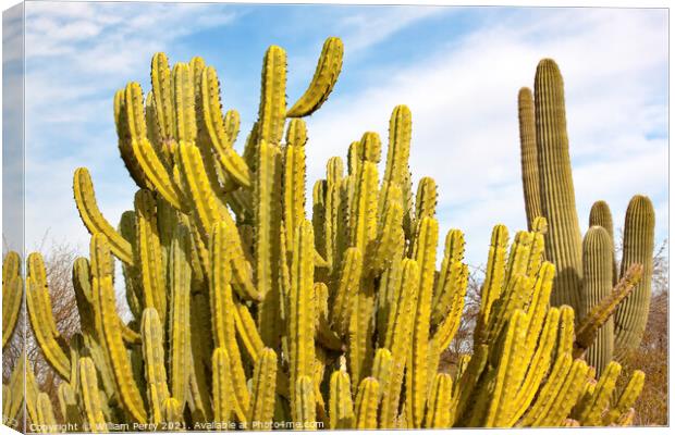 Organ Pipe Cactus Saguaro Desert Botanical Garden Phoenix Arizon Canvas Print by William Perry
