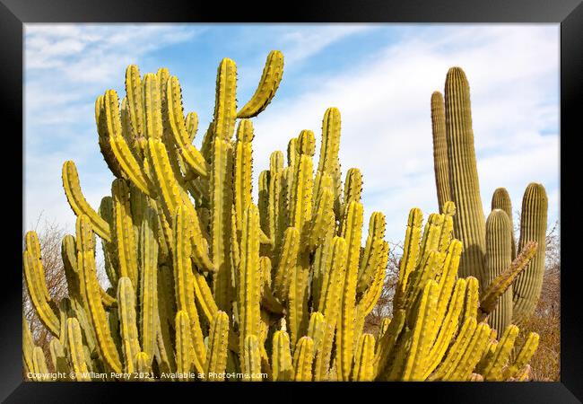 Organ Pipe Cactus Saguaro Desert Botanical Garden Phoenix Arizon Framed Print by William Perry