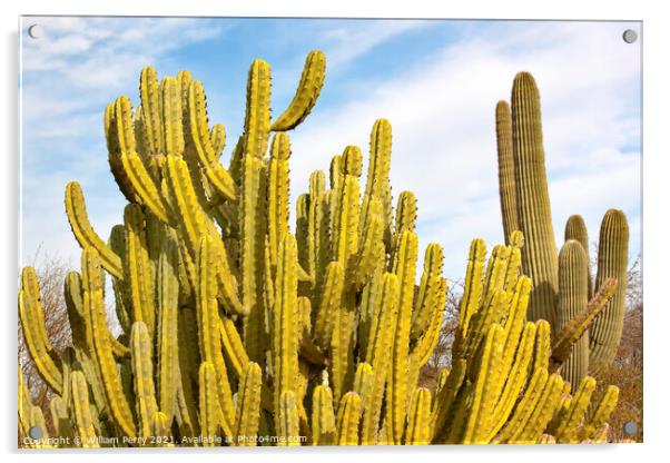 Organ Pipe Cactus Saguaro Desert Botanical Garden Phoenix Arizon Acrylic by William Perry