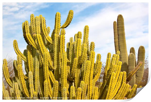Organ Pipe Cactus Saguaro Desert Botanical Garden Phoenix Arizon Print by William Perry