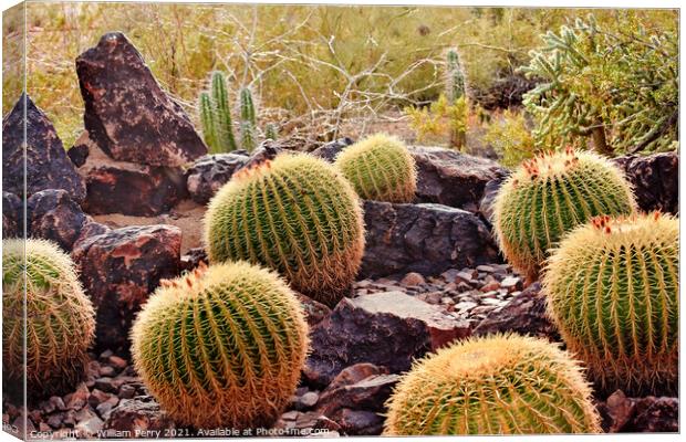 Golden Barrel Cactuses Desert Botanical Garden Phoenix Arizona Canvas Print by William Perry