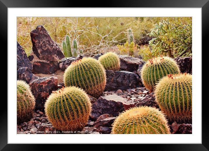 Golden Barrel Cactuses Desert Botanical Garden Phoenix Arizona Framed Mounted Print by William Perry