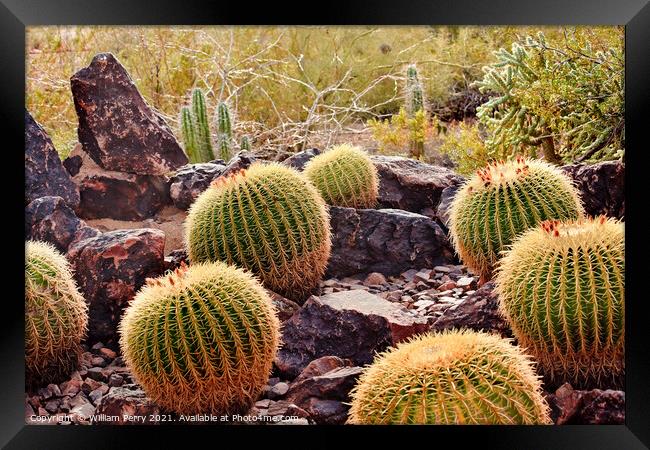 Golden Barrel Cactuses Desert Botanical Garden Phoenix Arizona Framed Print by William Perry
