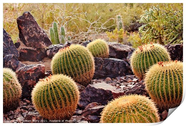 Golden Barrel Cactuses Desert Botanical Garden Phoenix Arizona Print by William Perry