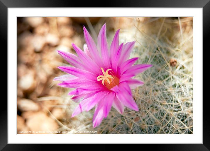 Pink Cactus Flower Sonoran Desert Phoenix Arizona Framed Mounted Print by William Perry