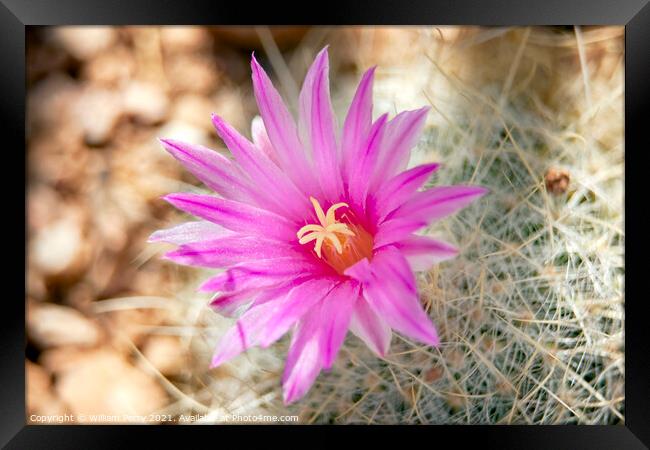 Pink Cactus Flower Sonoran Desert Phoenix Arizona Framed Print by William Perry