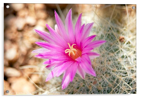 Pink Cactus Flower Sonoran Desert Phoenix Arizona Acrylic by William Perry