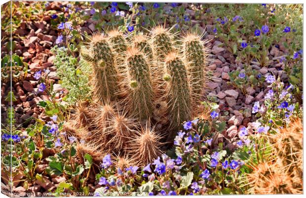 Pipe Cactus Blue Flowers Desert Botanical Garden Phoenix Arizona Canvas Print by William Perry