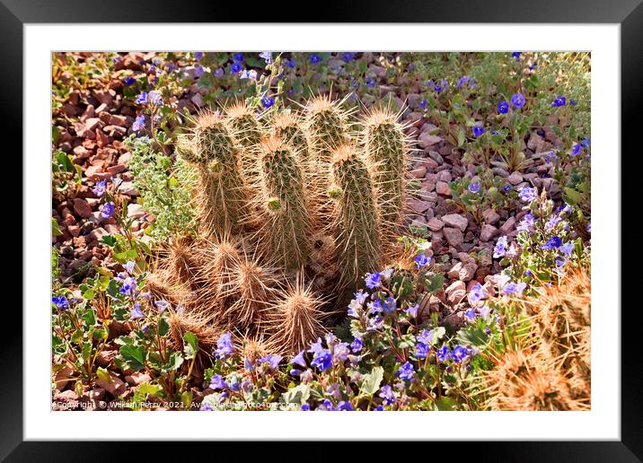 Pipe Cactus Blue Flowers Desert Botanical Garden Phoenix Arizona Framed Mounted Print by William Perry