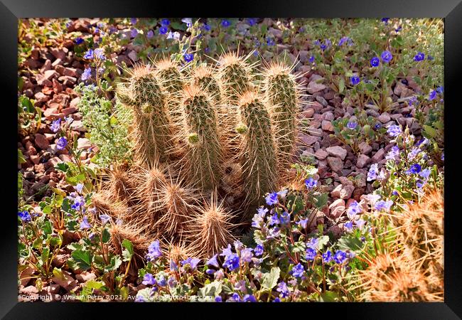 Pipe Cactus Blue Flowers Desert Botanical Garden Phoenix Arizona Framed Print by William Perry