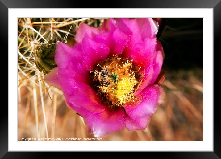 Pink Cactus Flower Bee phoenix arizona Framed Mounted Print by William Perry