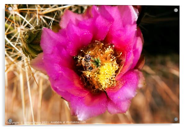 Pink Cactus Flower Bee phoenix arizona Acrylic by William Perry