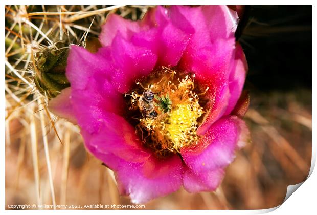 Pink Cactus Flower Bee phoenix arizona Print by William Perry