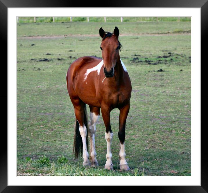 Brown Horse In A Field Framed Mounted Print by Kevin Maughan