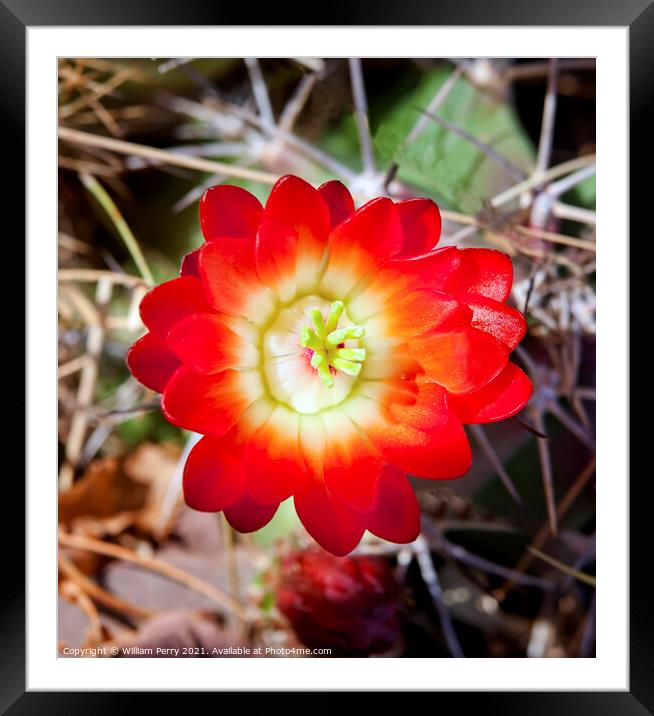 Red Cactus Flower Framed Mounted Print by William Perry