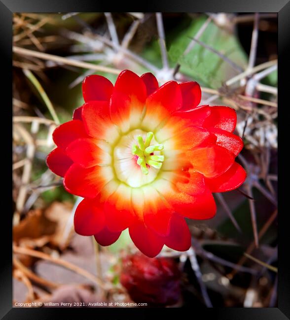 Red Cactus Flower Framed Print by William Perry