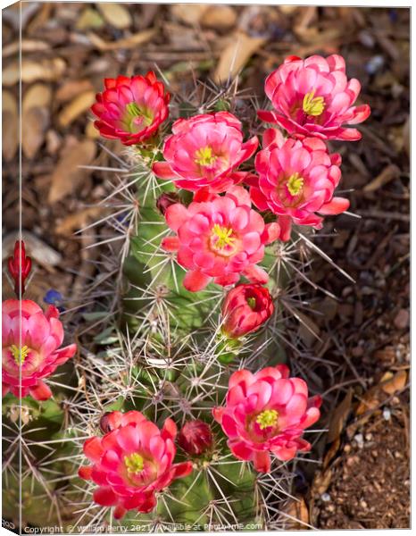 Pink Red Cactus Flowers Sonoran Desert Phoenix Arizona Canvas Print by William Perry