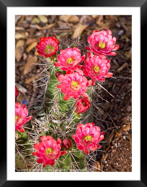 Pink Red Cactus Flowers Sonoran Desert Phoenix Arizona Framed Mounted Print by William Perry