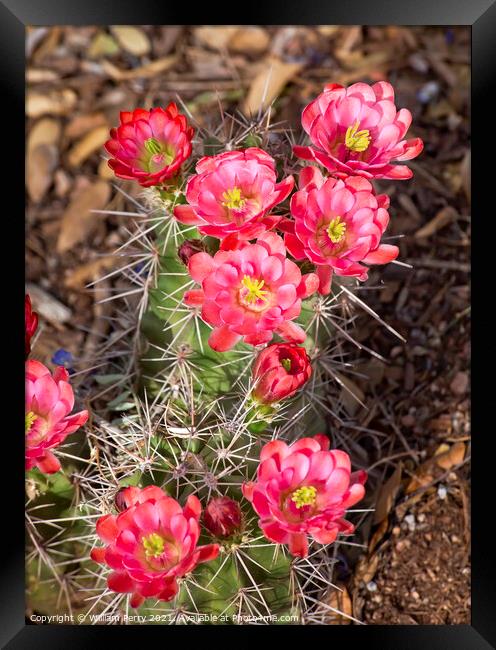 Pink Red Cactus Flowers Sonoran Desert Phoenix Arizona Framed Print by William Perry