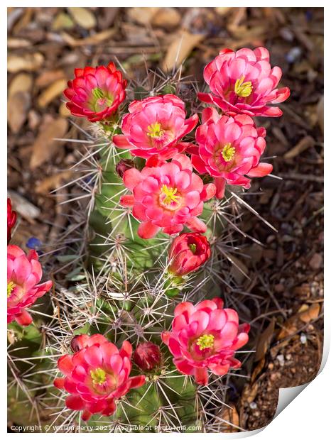 Pink Red Cactus Flowers Sonoran Desert Phoenix Arizona Print by William Perry