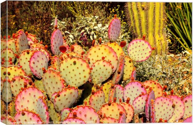 Purple Prickly Pear Cactus Opuntia Santa-Rita Desert Botanical G Canvas Print by William Perry