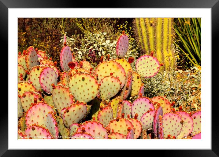 Purple Prickly Pear Cactus Opuntia Santa-Rita Desert Botanical G Framed Mounted Print by William Perry