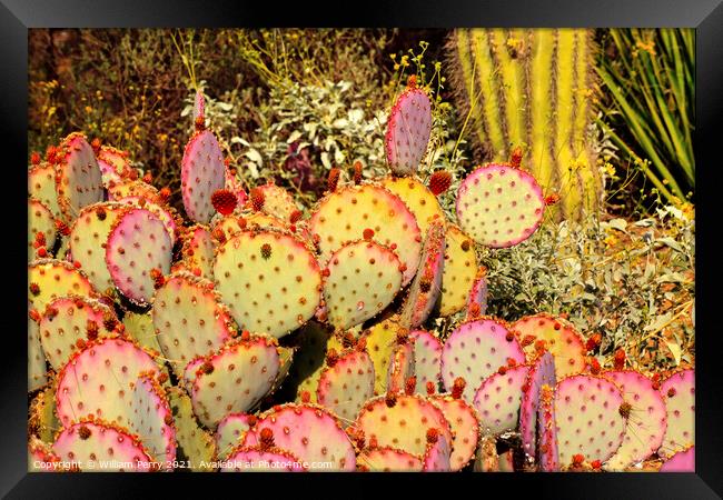 Purple Prickly Pear Cactus Opuntia Santa-Rita Desert Botanical G Framed Print by William Perry