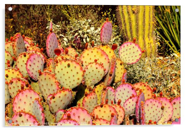 Purple Prickly Pear Cactus Opuntia Santa-Rita Desert Botanical G Acrylic by William Perry