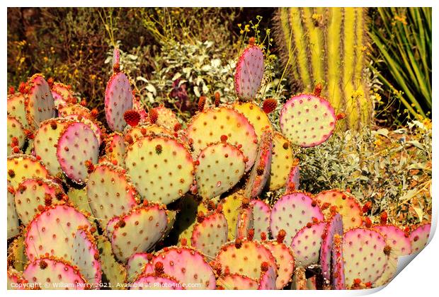 Purple Prickly Pear Cactus Opuntia Santa-Rita Desert Botanical G Print by William Perry