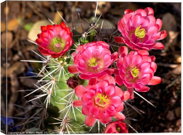Pink Red Cactus Flowers Sonoran Desert Phoenix Arizona Canvas Print by William Perry
