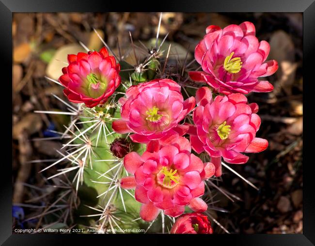 Pink Red Cactus Flowers Sonoran Desert Phoenix Arizona Framed Print by William Perry