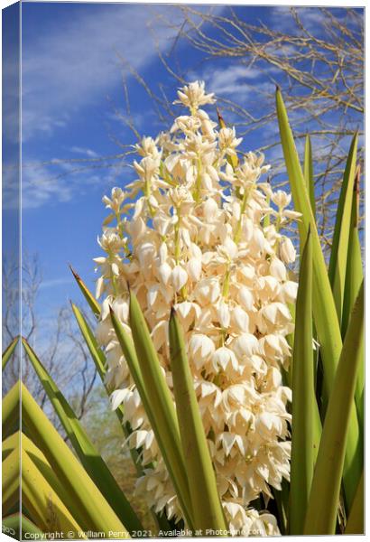 White Yucca Cactus Flowers Canvas Print by William Perry