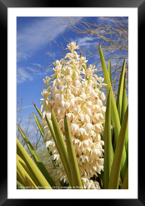 White Yucca Cactus Flowers Framed Mounted Print by William Perry