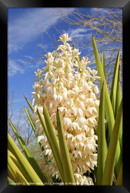White Yucca Cactus Flowers Framed Print by William Perry