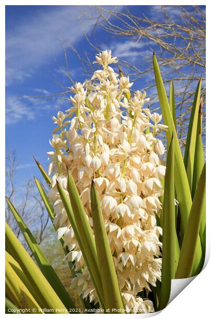White Yucca Cactus Flowers Print by William Perry