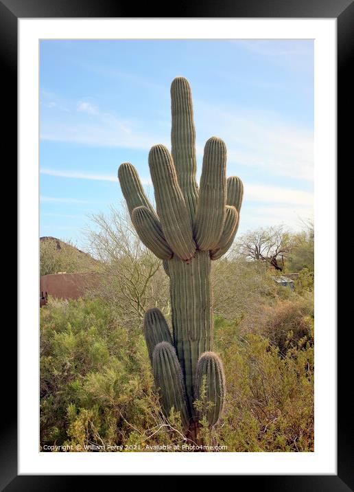 Saguaro Cactus Desert Botanical Garden Phoenix Arizona Framed Mounted Print by William Perry