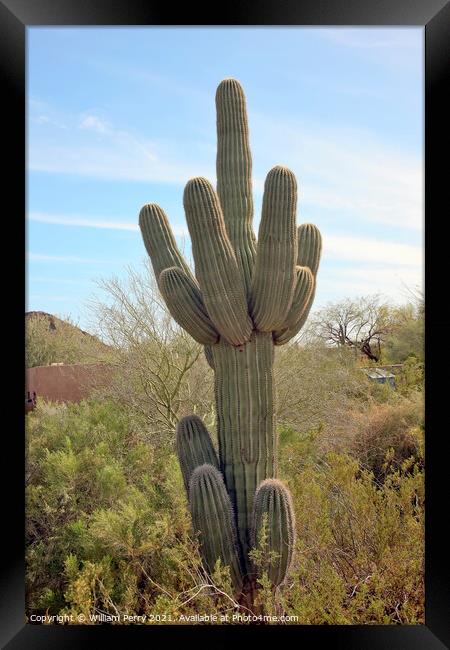 Saguaro Cactus Desert Botanical Garden Phoenix Arizona Framed Print by William Perry