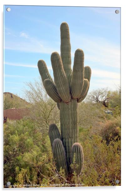 Saguaro Cactus Desert Botanical Garden Phoenix Arizona Acrylic by William Perry